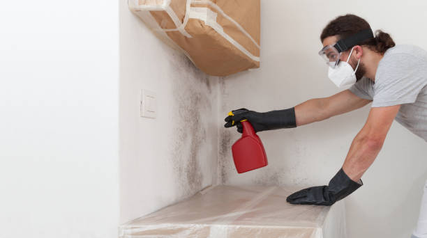 Professional Basement Mold Remediation technician working in Litchfield Park, AZ