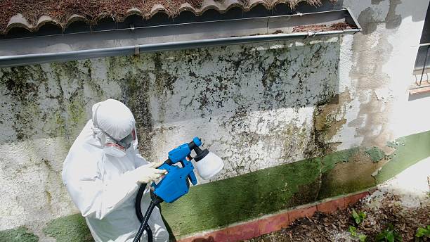 Top rated local Basement Mold Remediation specialists in Litchfield Park, AZ
